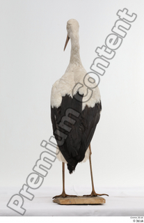 Black stork whole body 0006.jpg